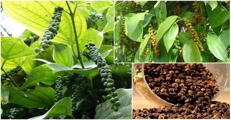 পাহাড়ি অঞ্চলে গোলমরিচ চাষে ব্যাপক সফলতা কৃষকদের পাহাড়ি অঞ্চলে গোলমরিচ চাষে ব্যাপক সফলতা কৃষকদের