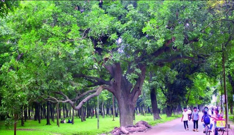 দুর্লভ ‘কাইজেলিয়া’ কাইজেলিয়া