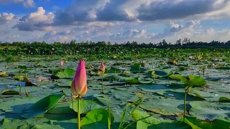 অপরুপ সৌন্দর্যের লীলাভূমি ‘পদ্মফুলের বিল’ বৈশা ‘পদ্মফুলের বিল’ বৈশা