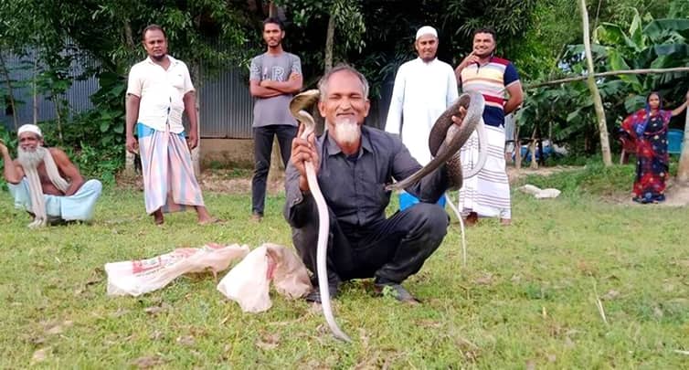 বিষধর সাপ ধরাই ইদরিছ আলীর পেশা ইদরিছ আলী