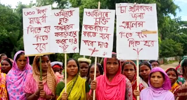 চা শ্রমিকরা ১২০ টাকায়ই কাজ করবে কিন্তু ১৪৫ টাকা মানছে না কেন?
