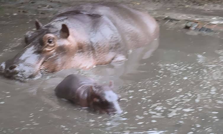 ৩২ বছর পর মা হলো জলনুপুর