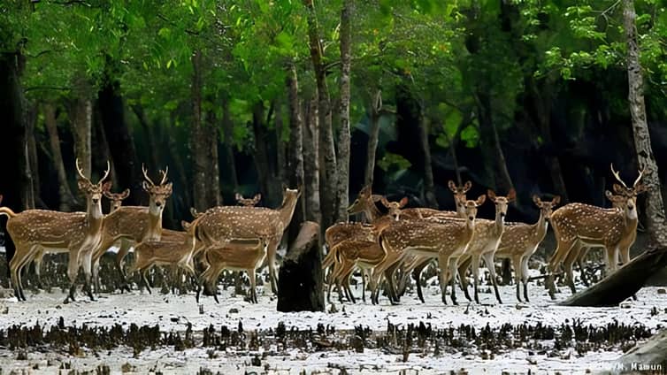 সুন্দরবনের পর্যটন মৌসুম কাল থেকে শুরু হচ্ছে সুন্দরবনের পর্যটন মৌসুম