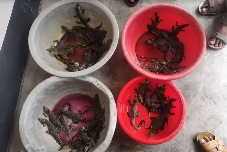 ৩৮টি ডিমের সব গুলো থেকেই বাচ্চা ফুটেছে কুমির পিলপিলের পিলপিলের বাচ্চা