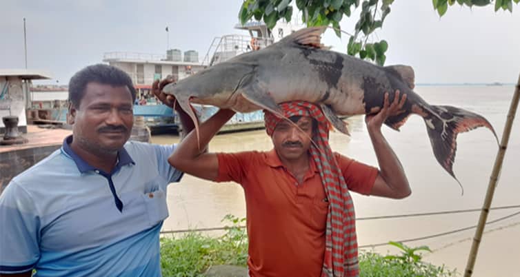 বাঘাইর