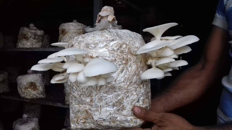 মাশরুম চাষ