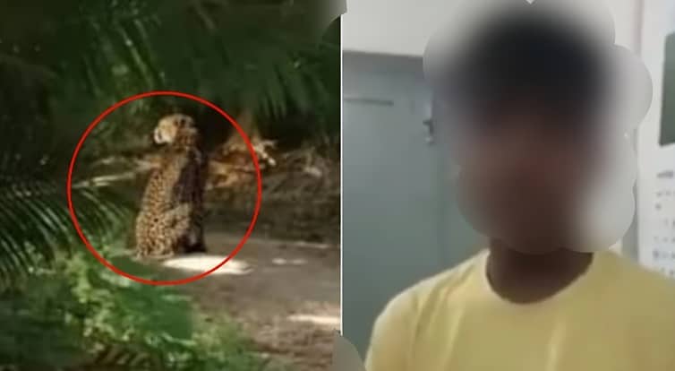 চিতা