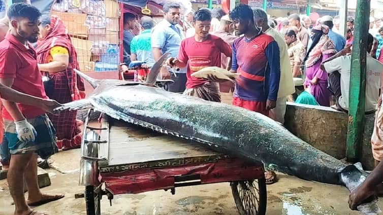 কুয়াকাটায় ৫০ কেজি ওজনের পা‌খি মাছ, যত দামে বিক্রি হলো