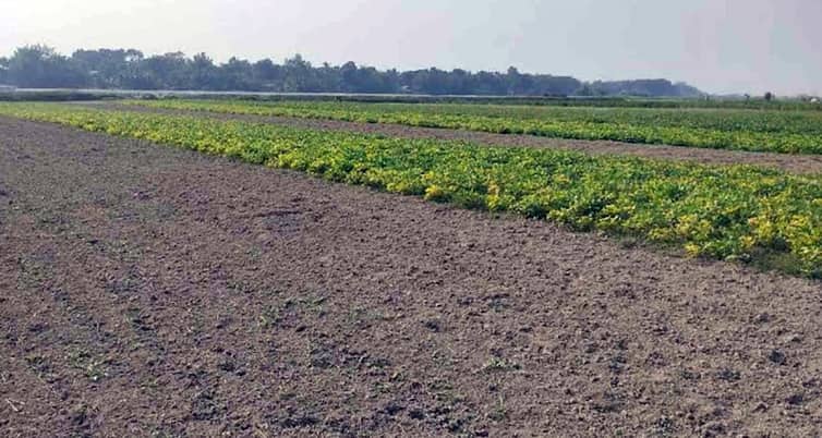 ফসল ফলিয়ে বিপাকে