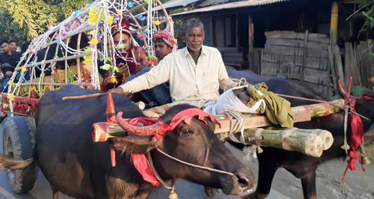 মহিষের গাড়িতে চড়ে বিয়ে