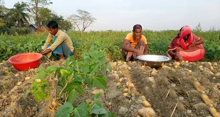 আলু চাষ