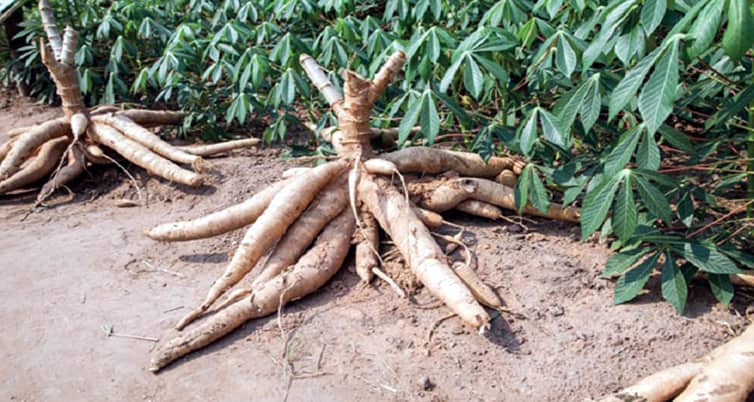 কৃষিখাত