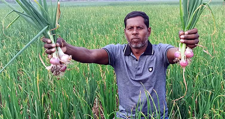 পেঁয়াজ উৎপাদন