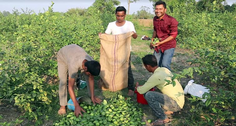 লেবু বাগান