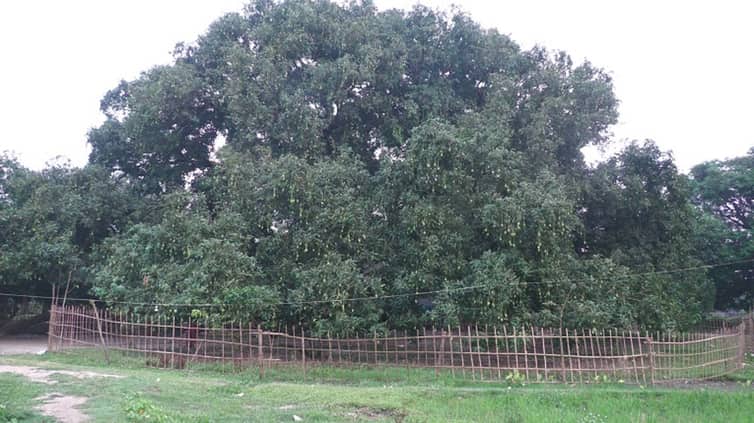 আমের আশা