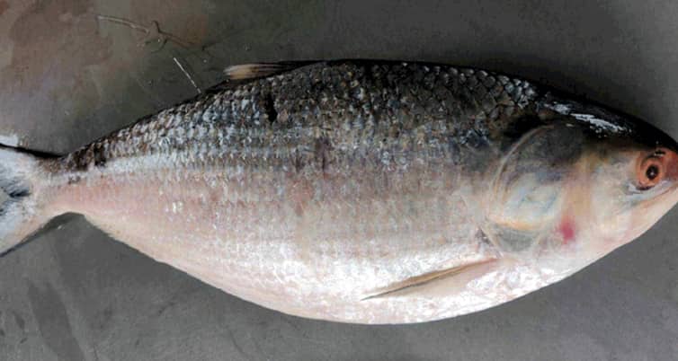 একটি ইলিশ মাছ বিক্রি হলো ৯ হাজার ৮০০ টাকায় ইলিশ মাছ