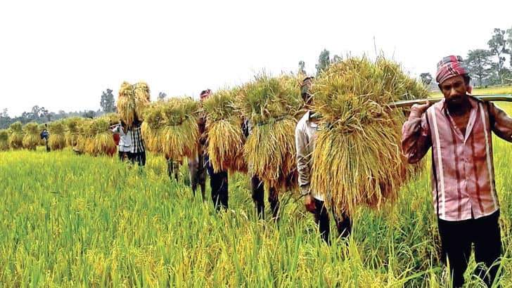 মাদারীপুরে ধানের বাম্পার ফলন, ন্যায্যমূল্য পাচ্ছেনা কৃষক কৃষক