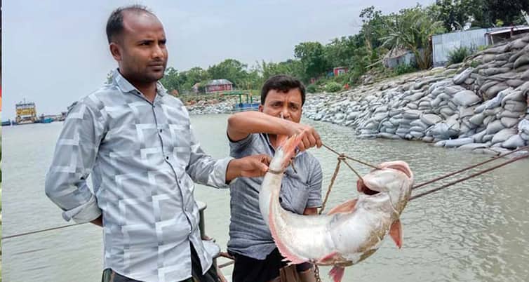 পদ্মার একটি পাঙ্গাস মাছ বিক্রি হলো ১২ হাজার টাকায় পাঙ্গাস মাছ