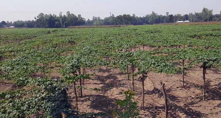 বছরে ১০০ কোটি টাকার সবজি উৎপাদন হয় এই ৫ গ্রামে সবজি