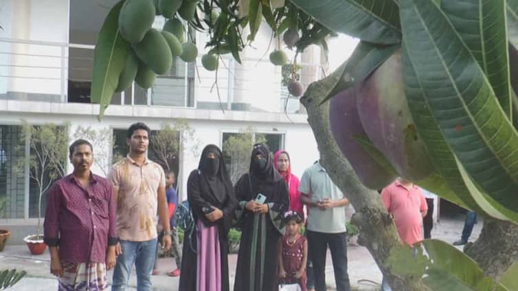 এক গাছে ৮ জাতের আম! দর্শনার্থীর ভীড়