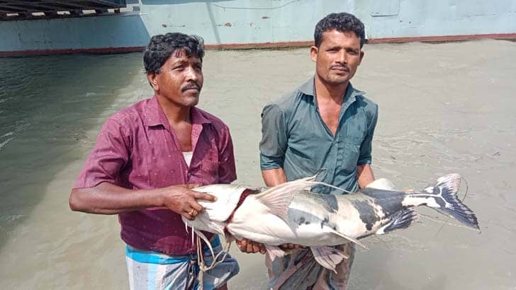 পদ্মায় ধরা পড়েছে ১৫ কেজির বাঘাইড়, বিক্রি হলো যত টাকায়