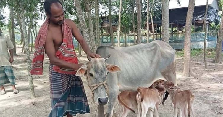 গাভী