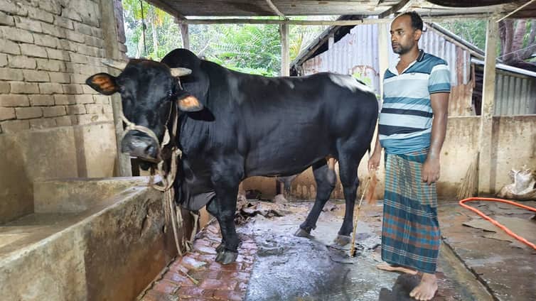 ডাব-শরবত খায় ‘সিংহরাজ’, ওজন ৩০ মণ