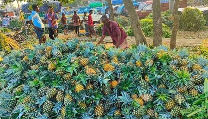 মধুপুরের চাষিরা স্বপ্ন দেখছে ফিলিপাইনের আনারসে! আনারস