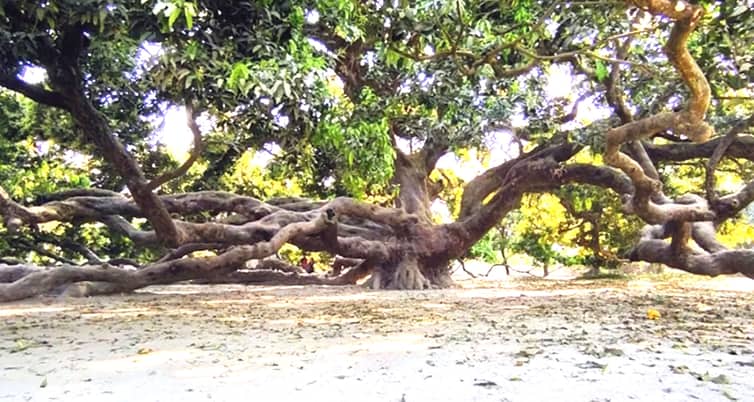 আমগাছ