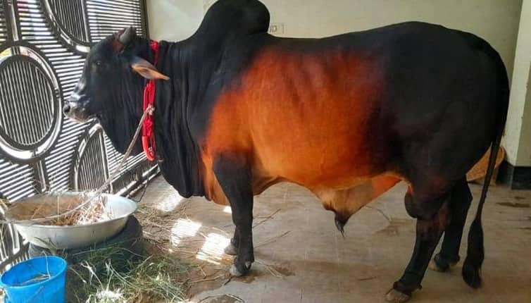 ‘গরুর মাংসের দাম কেজিতে ১৫০-২০০ টাকা কমানো সম্ভব’