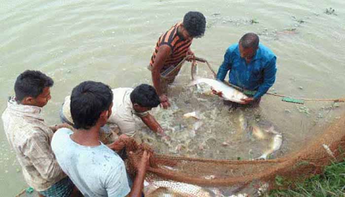 গুরুদাসপুরে মাছ চাষে বিপ্লব মাছ