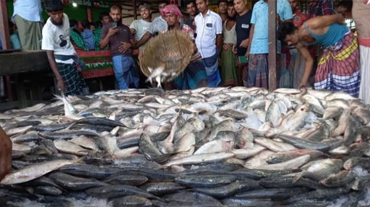 সাগরে ধরা পড়ছে ঝাঁকে ঝাঁকে ইলিশ মাছ ইলিশ মাছ