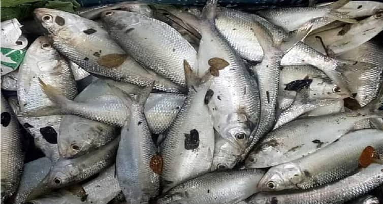 ইলিশ