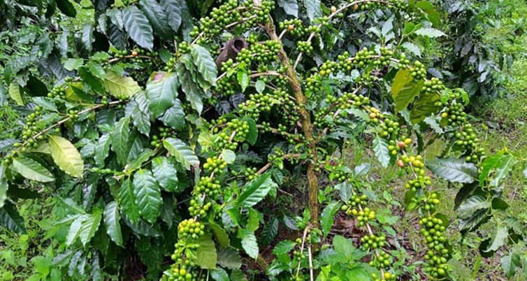 কফি চাষ করে ছানোয়ারের চমক কফি চাষ