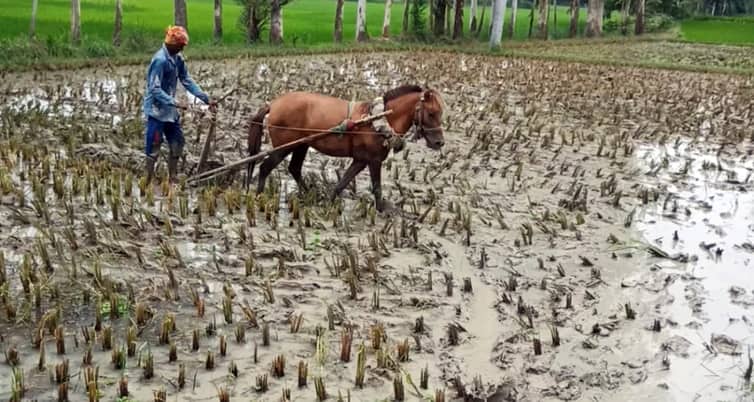 ট্রাক্টরের যুগে ঘোড়া দিয়ে হালচাষ ঘোড়া দিয়ে হালচাষ