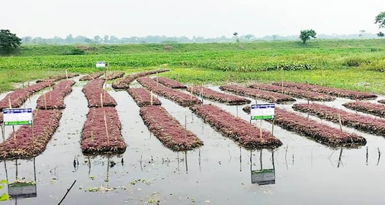 গোপালগঞ্জে জলাবদ্ধ জমিতে ভাসমান কৃষির আবাদ বাড়ছে জলাবন্ধ জমি