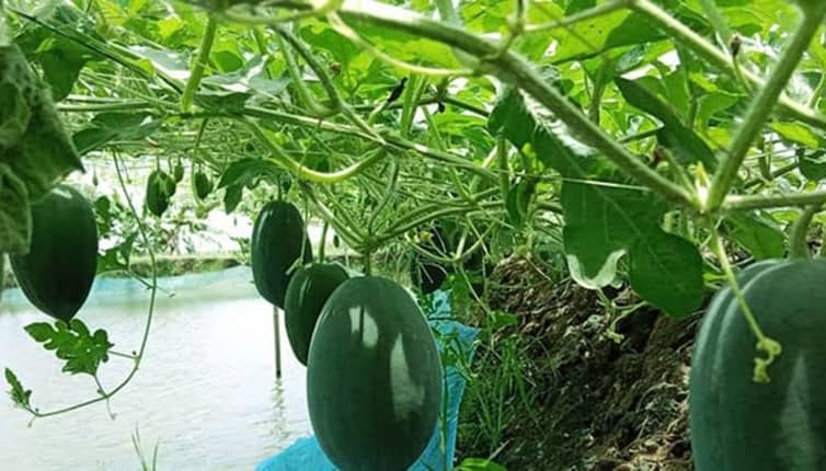 গোপালগঞ্জ সদর উপজেলায় অসময়ের তরমুজ চাষ বাড়ছে তরমুজ চাষ