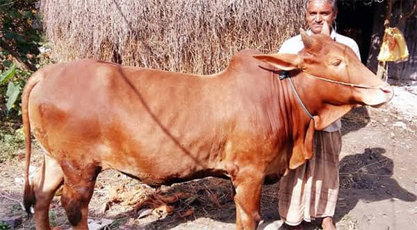 রেড ক্যাটল চিটাগাং