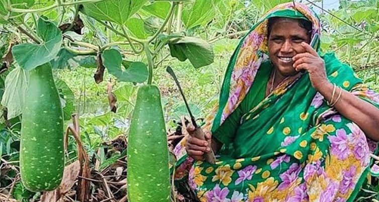 ২১টি ইউনিয়নের ২৫০ হেক্টর জমিতে সবজির আবাদ সবজির আবাদ