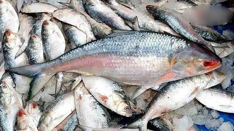 পদ্মা-মেঘনায় ভরা মৌসুমেও মিলছে না ইলিশ