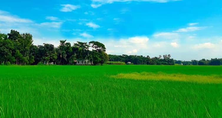 উত্তরাধিকার সূত্রে পেলেও ৬০ বিঘার বেশি কৃষিজমি রাখা যাবে না কৃষি জমি