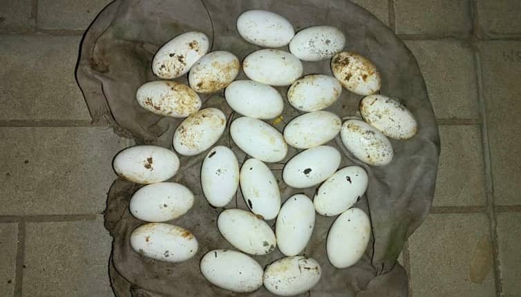 কুবিতে ‘পদ্ম গোখরা’ সাপের ২৬ টি ডিম উদ্ধার
