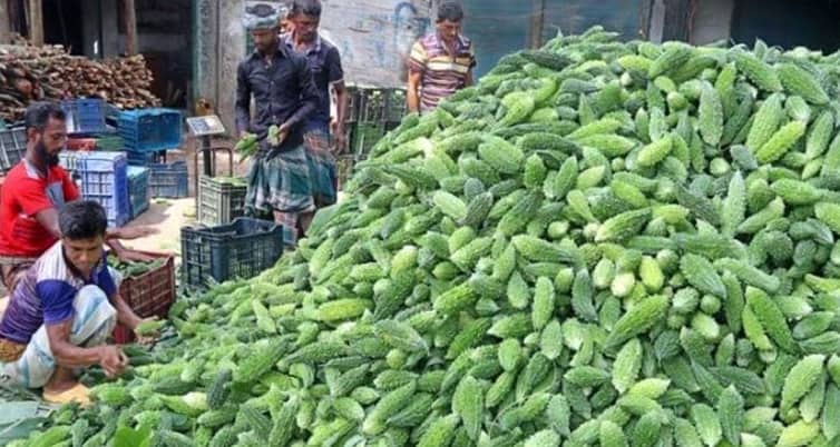 কুমিল্লার চাষিদের মুখে মিষ্টি হাসি এনেছে তিতকুটে করলা তিতকুটে করলা