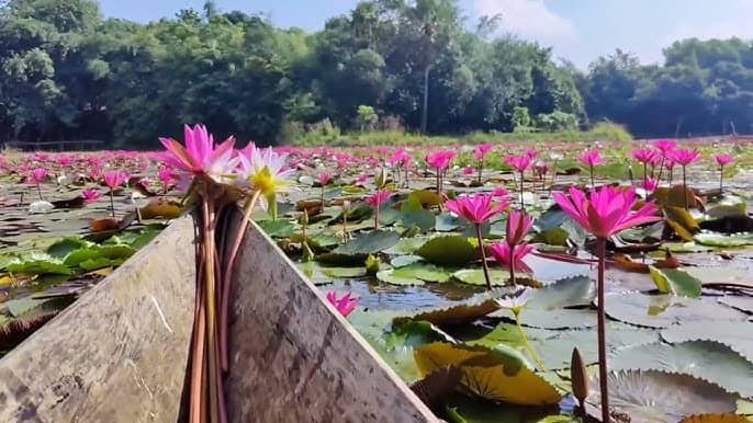 লাল শাপলায় ভাসছে নরাইট বিল নরাইট বিল