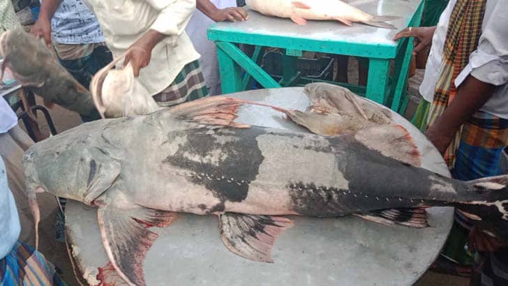 পদ্মায় জেলের জালে ২৫ কেজির বাঘাইড়