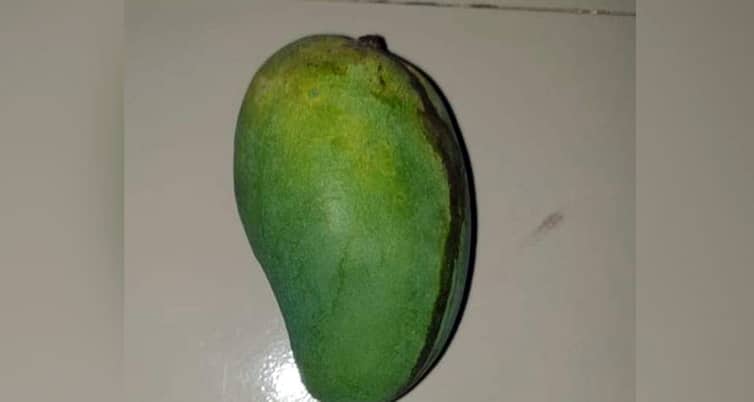 ৩০০ গ্রাম ওজনের একটি আমের মূল্য ৫ হাজার টাকা আমের মূল্য