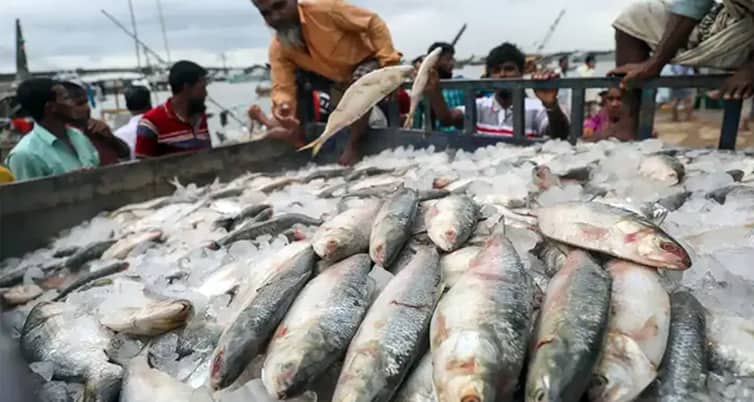 বন্ধ হয়ে গেল ভারতে ইলিশ রপ্তানি ইলিশ রপ্তানি