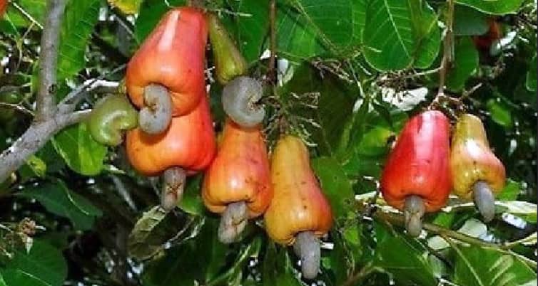 গারো পাহাড়ে কাজু বাদাম চাষ কাজু বাদাম চাষ
