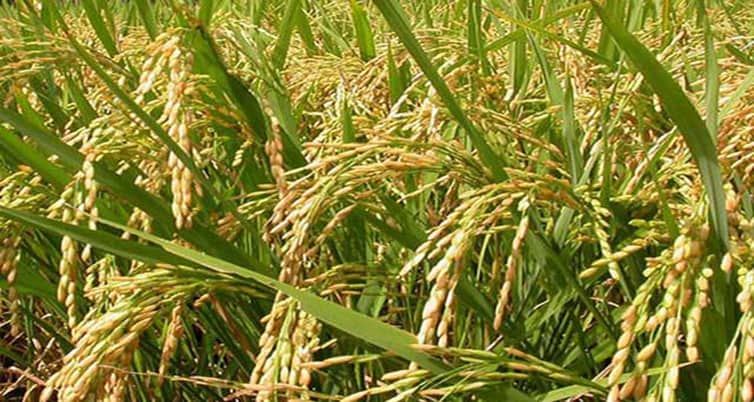 ৩৩ লাখ মন ধান উৎপাদনের আশা ধান