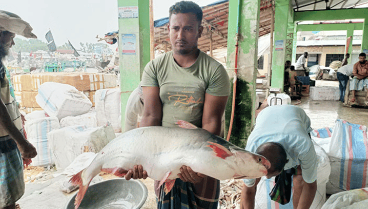 ১৪ কেজির পাঙাশ যত হাজার টাকায় বিক্রি পটুয়াখালী